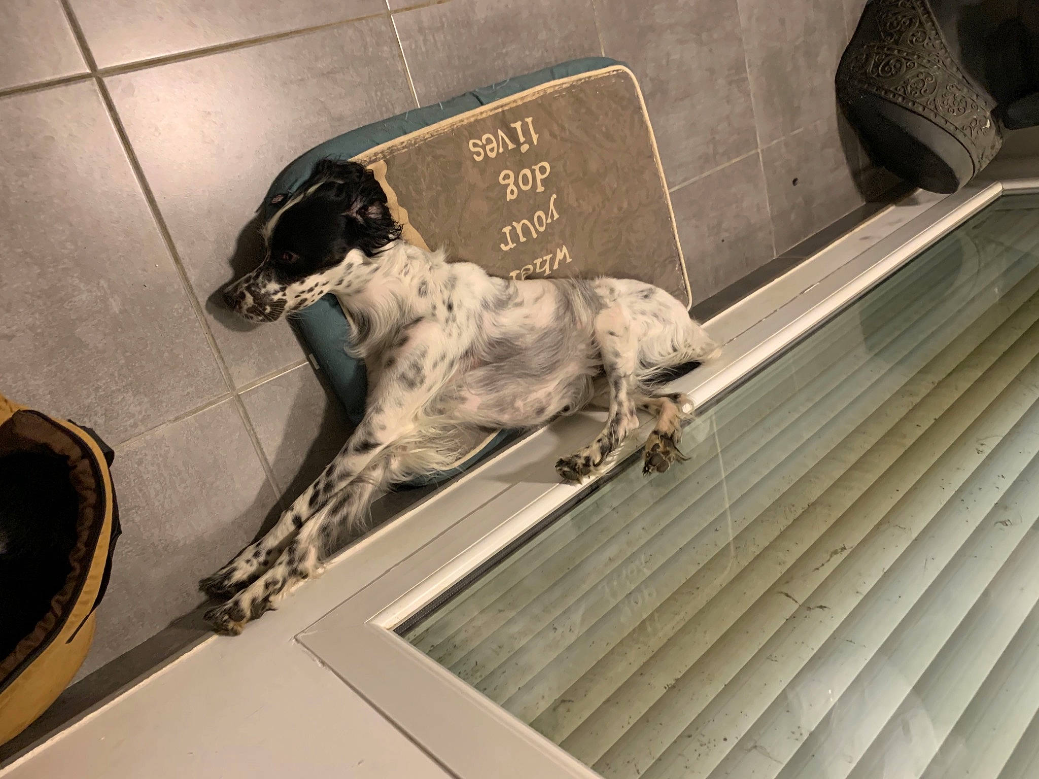 Maya participe au concours pour gagner de l'argent avec cette photo : art, canidae, carnivore, companion_dog, dog, dog_breed, english_setter, flooring, glass, great_dane, metal, non_sporting_group, sporting_group, vehicle_door, working_animal