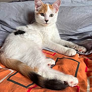 Alma a rejoint le concours — aidez-le/la à gagner de superbes lots ! cat, kitten, calico, pet, animal, fur, whiskers, paws, tail, bed, blanket, pillow, indoor, relaxed, cute, young, looking, resting, orange, gray