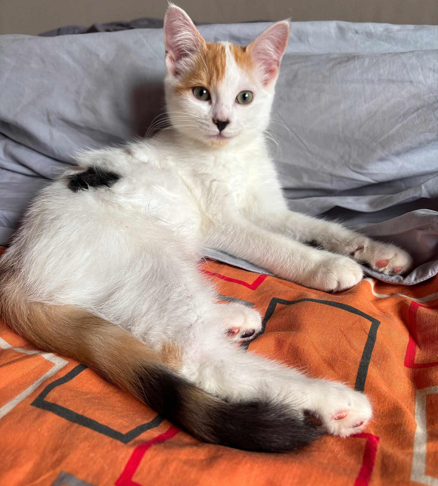 Alma a rejoint le concours — aidez-le/la à gagner de superbes lots ! cat, kitten, calico, pet, animal, fur, whiskers, paws, tail, bed, blanket, pillow, indoor, relaxed, cute, young, looking, resting, orange, gray