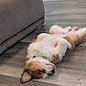 Bowser is registered to the contest to win money with this photo: dog, puppy, lying_down, floor, wooden_floor, indoor, sleeping, relaxed, fluffy, pet, canine, fur, ears, collar, couch, home, domestic_animal, cute, resting, animal