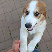 Bowser is registered to the contest to win money with this photo: puppy, dog, pet, animal, cute, white, brown, fur, outdoor, pavement, human_hand, playing, happy, young, friendly, closeup, looking_up, adorable, companion, smiling