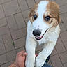 puppy, dog, pet, animal, cute, white, brown, fur, outdoor, pavement, human_hand, playing, happy, young, friendly, closeup, looking_up, adorable, companion, smiling