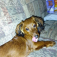 Reilly is registered to the contest to win money with this photo: animal, brown_dog, canine, companion, couch, cute, dog, domestic, ears, fur, home, indoor, laying_down, licking, looking_at_camera, patterned_fabric, pet, relaxed, snack_bags, tongue