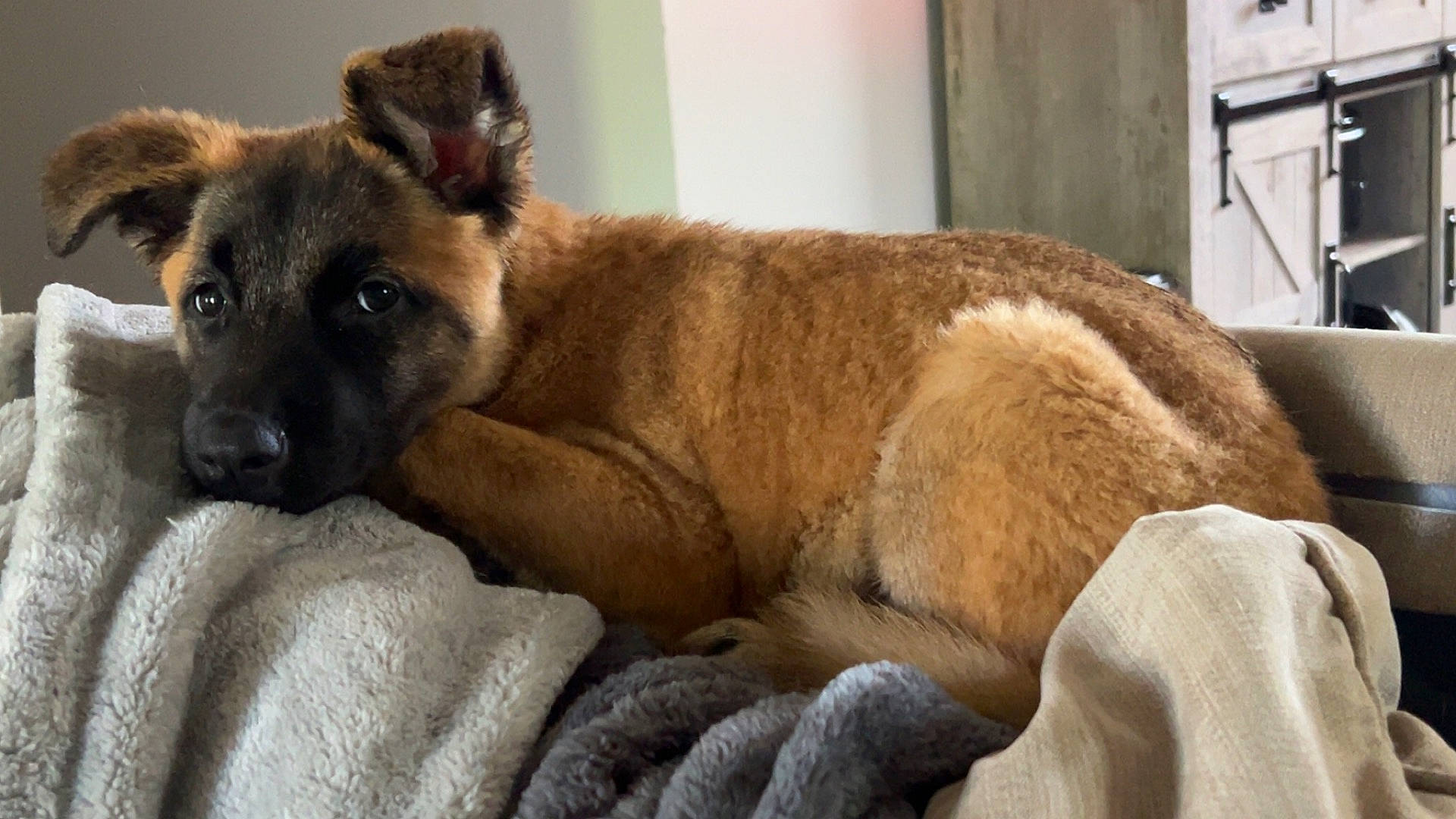 Izzy joined the competition — help win amazing prizes! animal, bear, blanket, boxer, bulldog, canine, couch, cushion, dog, furniture, germanshepherd, homedecor, hound, pet, pitbull, policedog, puppy, snout, terrier, towel