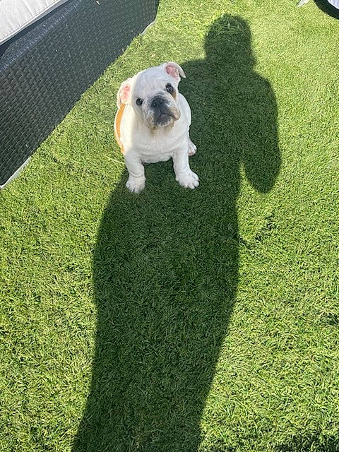 Ted a rejoint le concours — aidez-le/la à gagner de superbes lots ! artificial_turf, bulldog, canidae, carnivore, companion_dog, dog, dog_breed, fawn, flooring, grass, grass_family, groundcover, lawn, plant, pug, shadow, shrub, snout, sporting_group, toy_dog