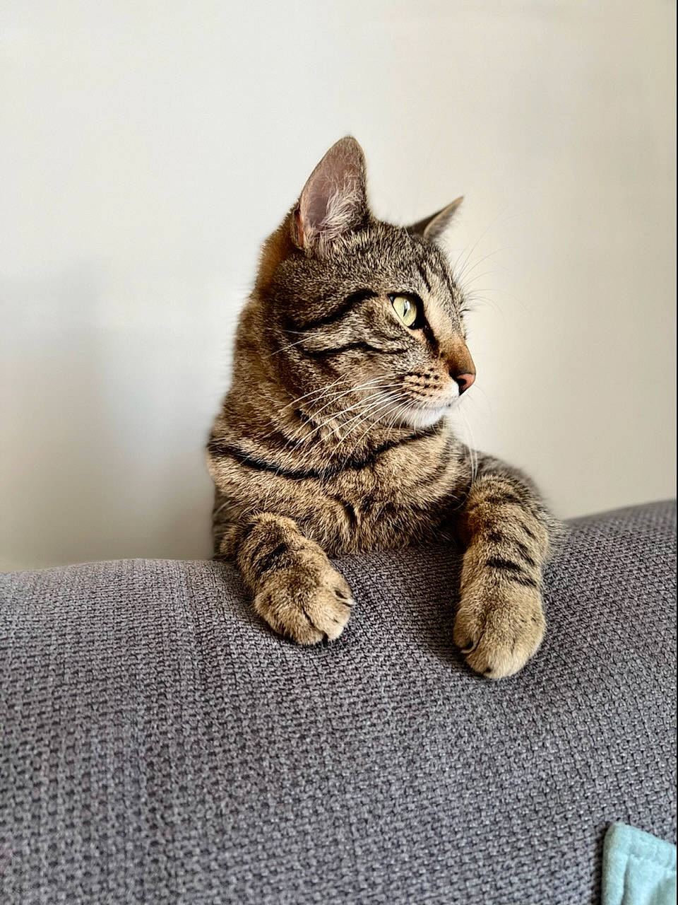 Ragen participe au concours pour gagner de l'argent avec cette photo : art, carnivore, cat, claw, comfort, domestic_short_haired_cat, fawn, felidae, fur, grey, paw, sitting, small_to_medium_sized_cats, snout, tail, terrestrial_animal, tree, whiskers, wildlife, wood