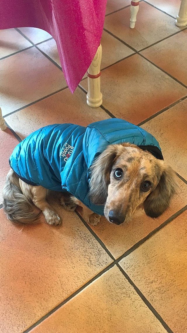 Opium a rejoint le concours — aidez-le/la à gagner de superbes lots ! canidae, carnivore, companion_dog, dachshund, dog, dog_breed, dog_clothes, mammal, sporting_group, vertebrate