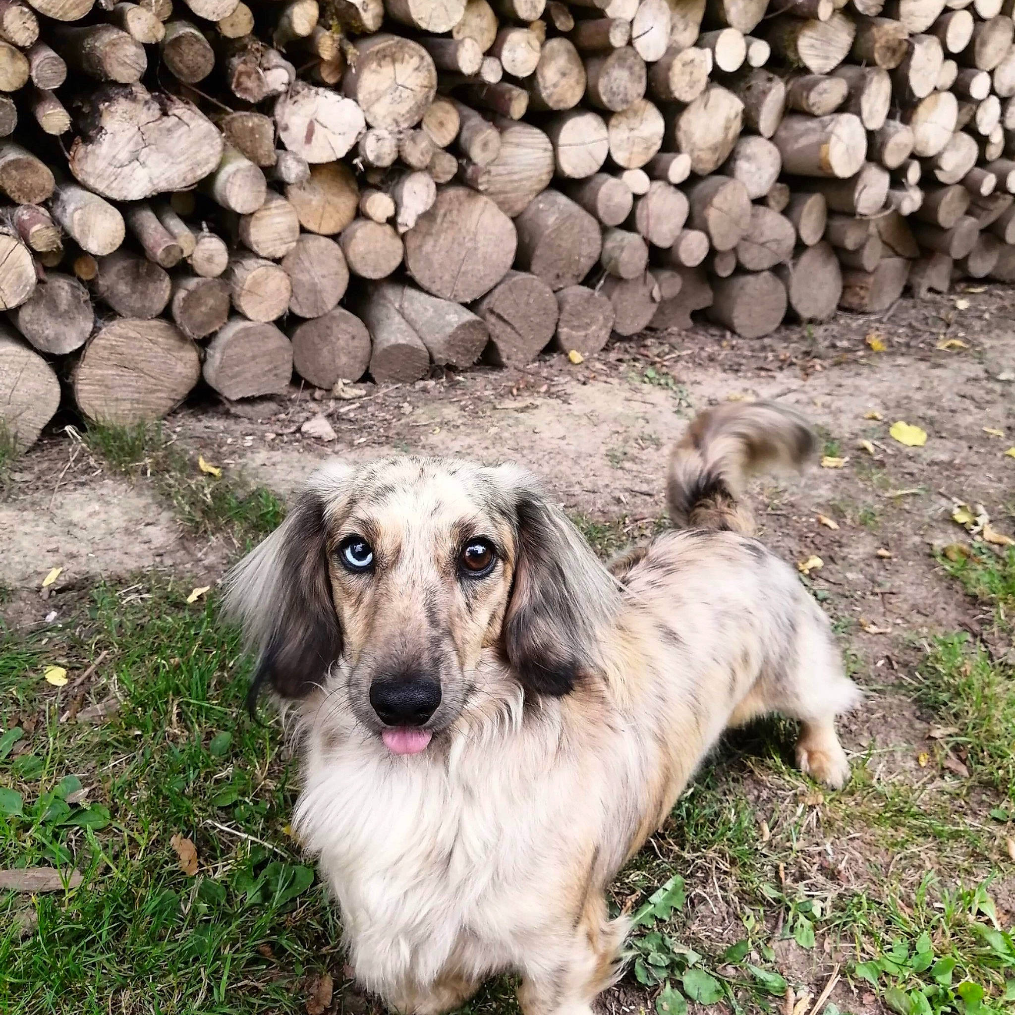 Opium a rejoint le concours — aidez-le/la à gagner de superbes lots ! canidae, carnivore, companion_dog, dachshund, dog, dog_breed, grass, mammal, plant, sporting_group, tree, vertebrate