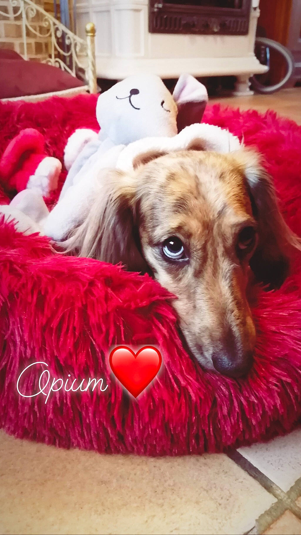 Opium participe au concours pour gagner de l'argent avec cette photo : afghan_hound, borzoi, canidae, carnivore, companion_dog, dachshund, dog, dog_bed, dog_breed, dog_toy, lurcher, mammal, saluki, silken_windhound, sporting_group, vertebrate