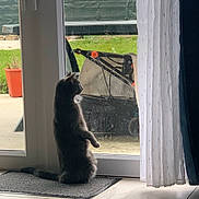 Taska a rejoint le concours — aidez-le/la à gagner de superbes lots ! cat, indoor, glass_door, curious, pet, silhouette, rug, lawnmower, plant_pot, greenery, window, floor, curtain, domestic, animal, feline, side_view, still_life, quiet, daylight