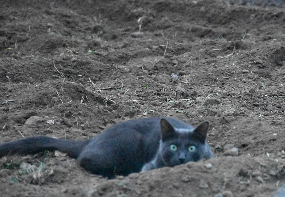Taska a rejoint le concours — aidez-le/la à gagner de superbes lots ! black_cat, cat, animal, green_eyes, soil, dirt, outdoor, nature, crouching, mammal, feline, wildlife, ground, earth, predator, camouflage, alert, ears, tail, quiet