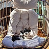 dog, puppy, hanging_chair, cushion, outdoor, patio, sunlight, tile_floor, garden, furniture, black_and_white, small_dog, relaxing, summer, nature, pet, cute, resting, daylight, cozy