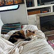 Cactus is registered to the contest to win money with this photo: blanket, books, bookshelf, calico_cat, cat, couch, cozy, decor, fireplace, home_interior, indoor, painting, pet, pillow, relaxing, sleeping, striped_pillow, television, window, wood_floor