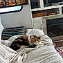 blanket, books, bookshelf, calico_cat, cat, couch, cozy, decor, fireplace, home_interior, indoor, painting, pet, pillow, relaxing, sleeping, striped_pillow, television, window, wood_floor