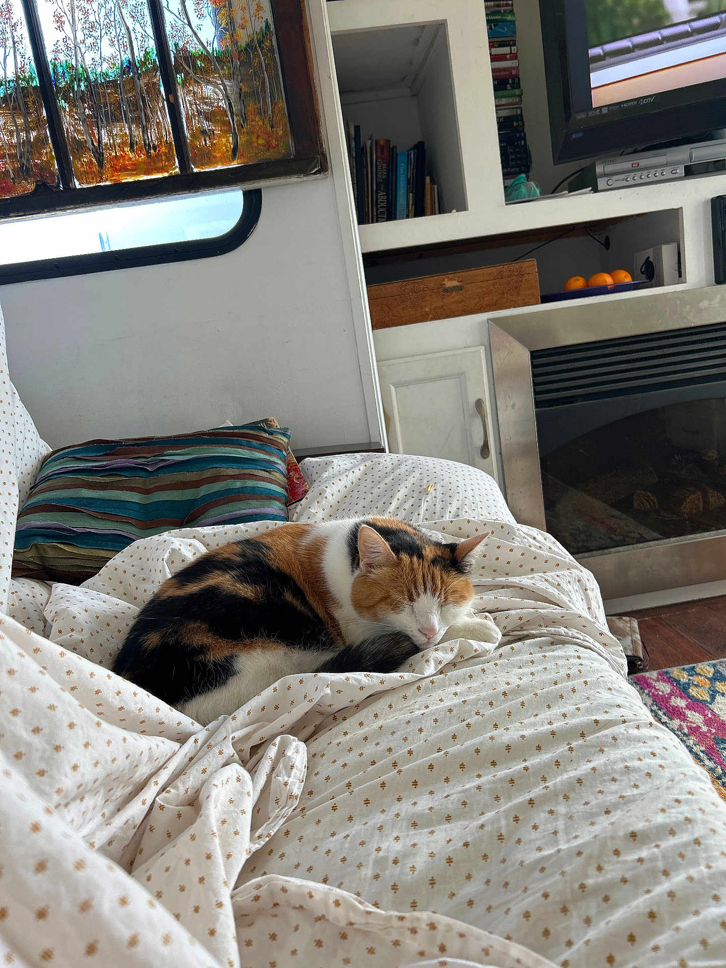 Cactus is registered to the contest to win money with this photo: blanket, books, bookshelf, calico_cat, cat, couch, cozy, decor, fireplace, home_interior, indoor, painting, pet, pillow, relaxing, sleeping, striped_pillow, television, window, wood_floor