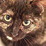 Reeses joined the competition — help win amazing prizes! cat, tortoiseshell, close_up, face, whiskers, eyes, pet, feline, animal, fur, portrait, cute, looking, indoor, mammal, domestic, soft_focus, curious, closeup, nose