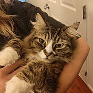 Lapka is registered to the contest to win money with this photo: cat, tabby, indoor, pet, animal, fur, white_paws, person_holding, door, wooden_floor, cozy, closeup, portrait, eyes, whiskers, feline, domestic, cute, hands, brown