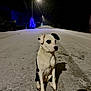 dog, canine, snow, night, street, street_light, christmas_tree, blue_lights, pawprints, sitting, portrait, shadow, snowfall, suburban, road, sidewalk, outdoor, cold, pet, festive