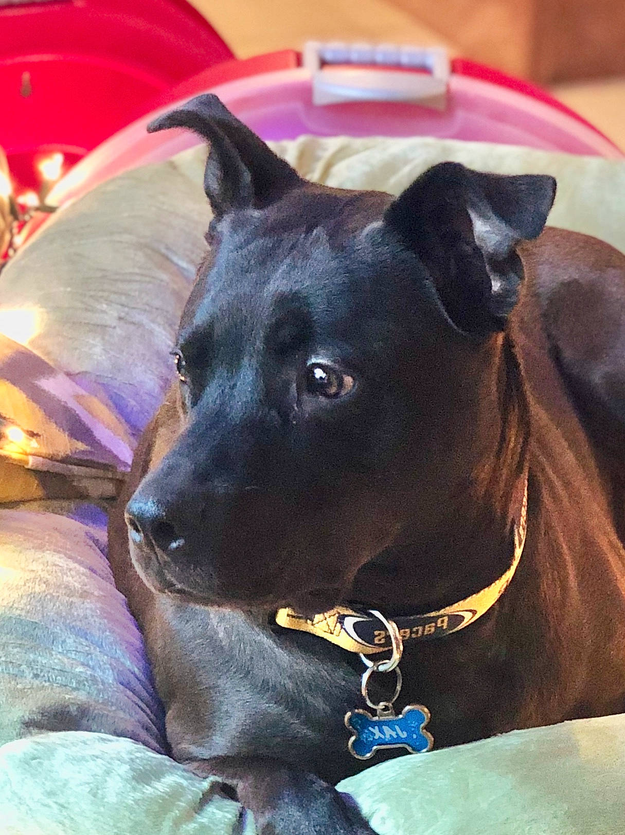 Jax joined the competition — help win amazing prizes! american_pit_bull_terrier, canidae, carnivore, collar, dog, dog_breed, dog_collar, fawn, mammal, non_sporting_group, rare_breed_dog, snout, sporting_group, staffordshire_bull_terrier, vertebrate