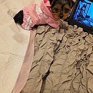 Paris is registered to the contest to win money with this photo: puppy, dog, pink_hoodie, clothing, bed, blanket, tablet, screen, indoor, cute, small_dog, fur, pet, resting, soft_texture, fabric, cozy, animal, casual, relaxation