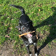 Saya a rejoint le concours — aidez-le/la à gagner de superbes lots ! animal, black_dog, canine, daylight, dirt, dog, ears, excited, grass, ground, happy, mouth, nature, outdoor, park, pet, playful, stick, sunlight, tail