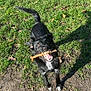 animal, black_dog, canine, daylight, dirt, dog, ears, excited, grass, ground, happy, mouth, nature, outdoor, park, pet, playful, stick, sunlight, tail
