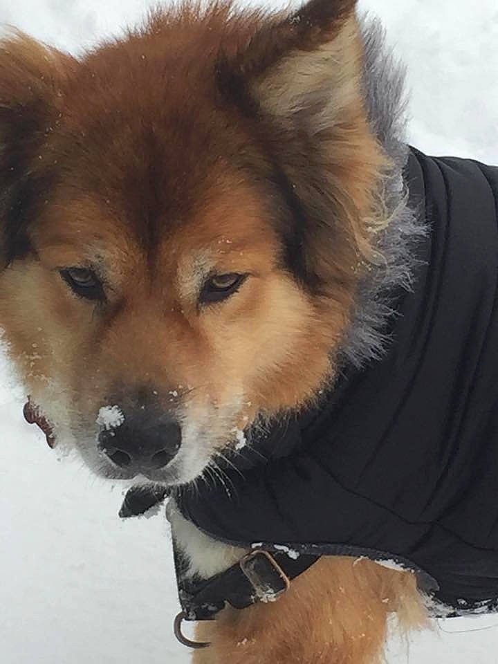 Murray is registered to the contest to win money with this photo: canidae, carnivore, companion_dog, dog, dog_breed, eurasier, finnish_spitz, fur, german_spitz, german_spitz_mittel, icelandic_sheepdog, mammal, puppy, rare_breed_dog, snout, spitz, sporting_group