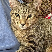 Funni joined the competition — help win amazing prizes! animal, blue_shirt, cat, close_up, comfort, cushion, domestic, ears, eyes, fur, indoor, lap, mammal, pattern, person, pet, relaxation, resting, tabby, whiskers