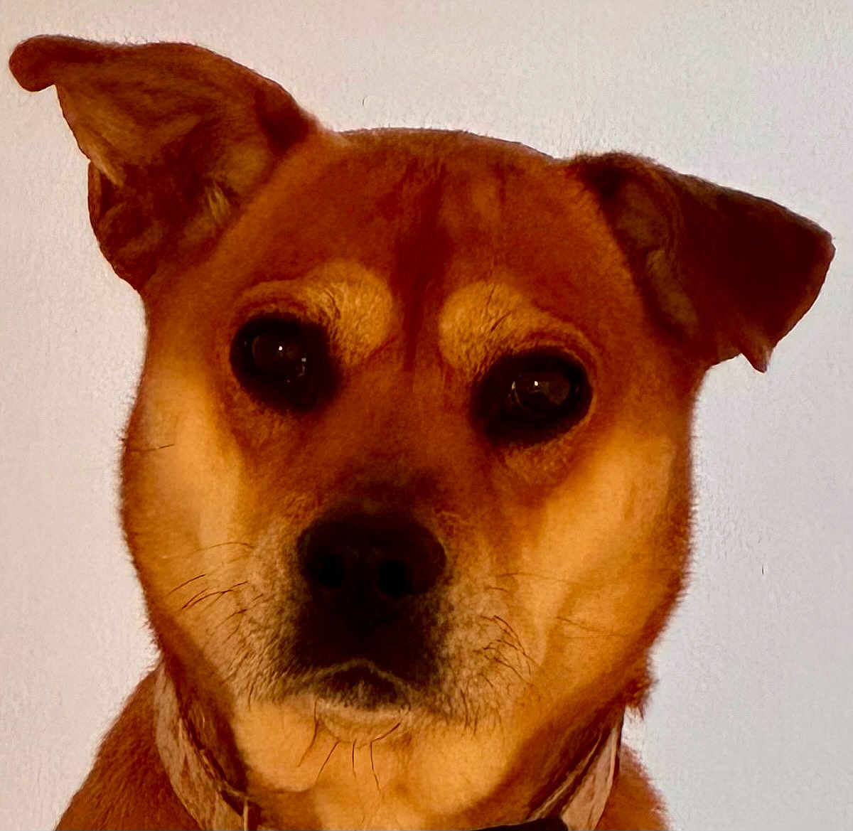Luanne joined the competition — help win amazing prizes! dog, close_up, portrait, animal, pet, brown_fur, ears, face, whiskers, collar, canine, looking_at_camera, indoor, expression, muzzle, snout, fur_texture, alert, domestic_animal, headshot