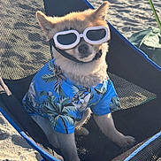 Cheeto Sheerin is registered to the contest to win money with this photo: dog, sunglasses, blue_shirt, hawaiian_shirt, beach, sand, chair, pet, summer, outdoor, canine, relaxing, sunlight, cool, fashion, vacation, fun, animal, shade, happy