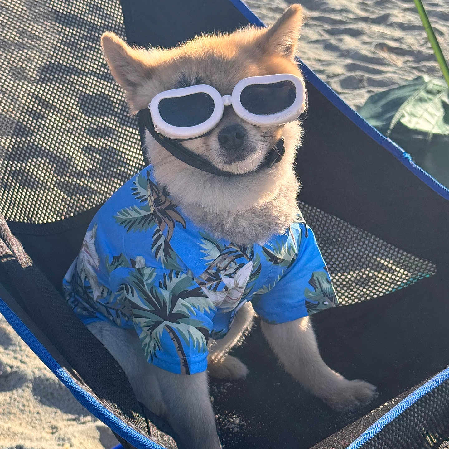 Cheeto Sheerin is registered to the contest to win money with this photo: animal, beach, blue_shirt, canine, chair, cool, dog, fashion, fun, happy, hawaiian_shirt, outdoor, pet, relaxing, sand, shade, summer, sunglasses, sunlight, vacation