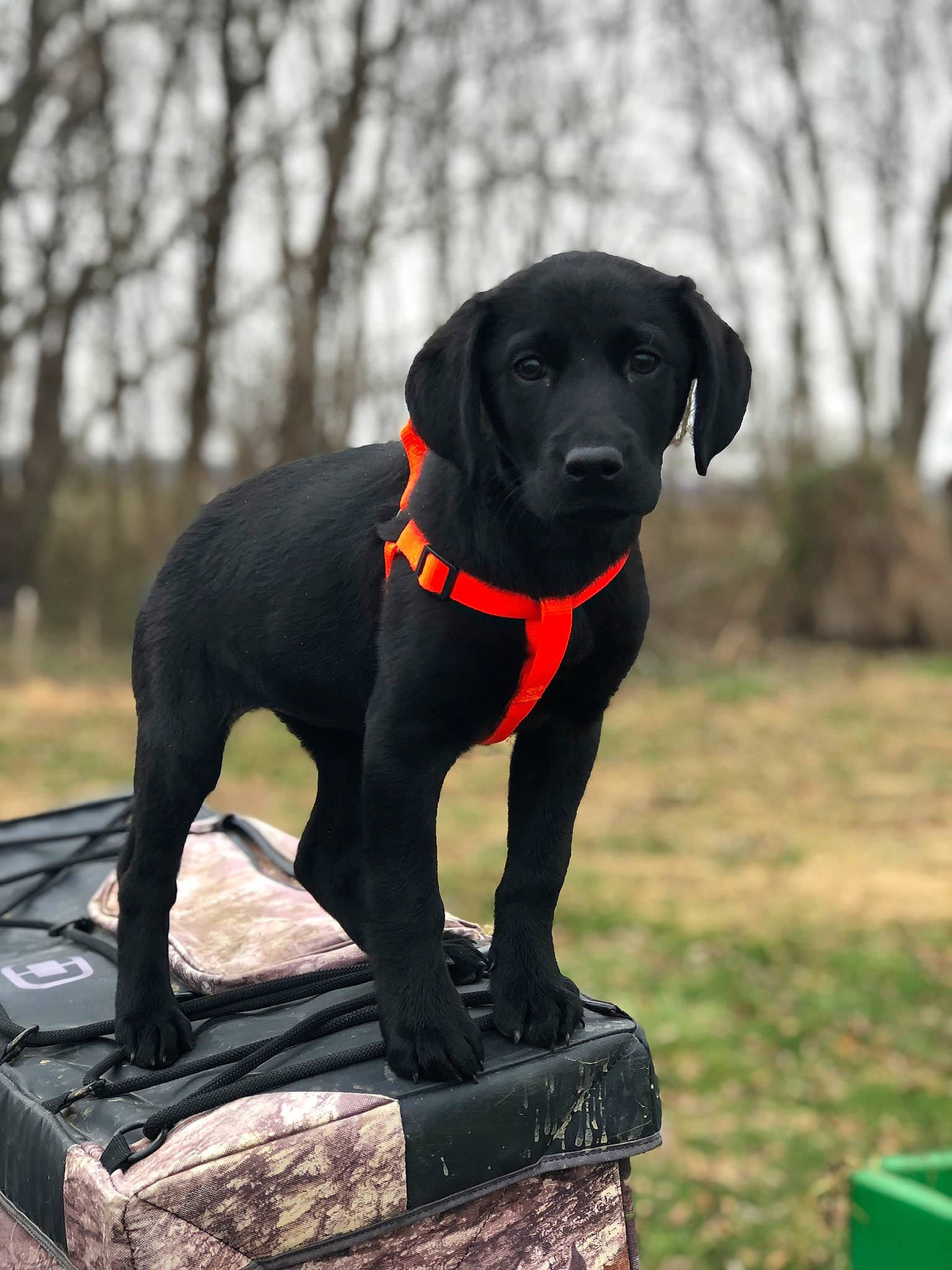 Paisley joined the competition — help win amazing prizes! beagador, borador, canidae, carnivore, companion_dog, dog, dog_breed, field_trial, gun_dog, hunting_dog, labrador_retriever, mammal, patterdale_terrier, pointing_breed, rare_breed_dog, retriever, snout, sporting_group, vertebrate
