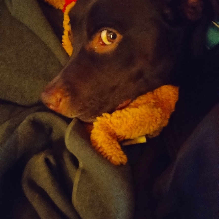 Baby joined the competition — help win amazing prizes! animal, blanket, canine, couch, cushion, dog, face, furniture, head, homedecor, hound, labradorretriever, person, pet, photography, pointer, portrait, puppy, sleeping, toy