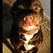 Baby is registered to the contest to win money with this photo: dog, brown_dog, white_chest_patch, smiling_dog, teeth, close_up, pet, animal, indoor, shadow, floor, canine, funny_expression, cute, companion, domestic_animal, looking_up, playful, face, muzzle