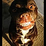 animal, brown_dog, canine, close_up, companion, cute, dog, domestic_animal, face, floor, funny_expression, indoor, looking_up, muzzle, pet, playful, shadow, smiling_dog, teeth, white_chest_patch