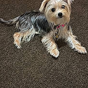 Suki is registered to the contest to win money with this photo: dog, small_dog, pet, yorkie_like, fur, long_hair, collar, tag, brown_carpet, indoor, laying, cute, looking_at_camera, portrait, paw, nose, black_eyes, whiskers, accessory, relaxed