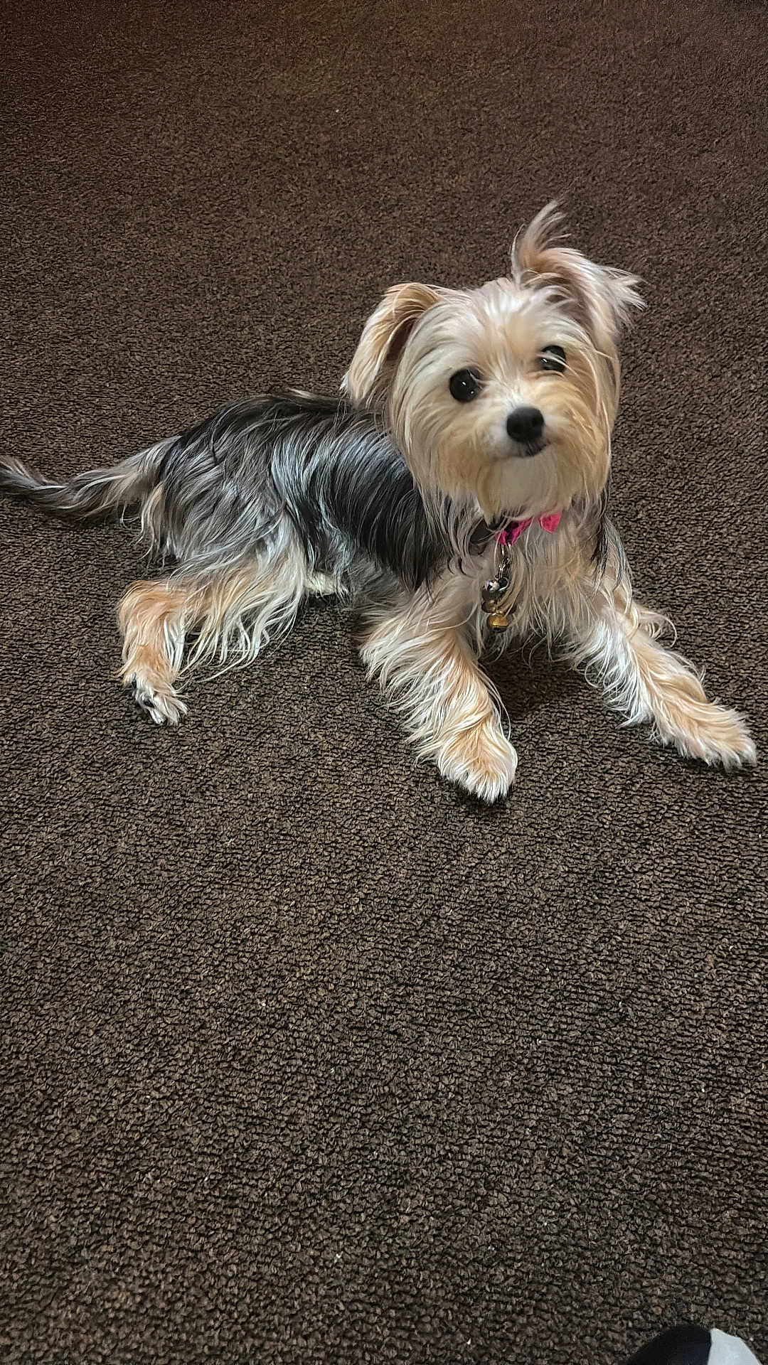 Suki is registered to the contest to win money with this photo: dog, small_dog, pet, yorkie_like, fur, long_hair, collar, tag, brown_carpet, indoor, laying, cute, looking_at_camera, portrait, paw, nose, black_eyes, whiskers, accessory, relaxed