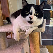 Oliver joined the competition — help win amazing prizes! animal, black_and_white, cat, cat_tree, cozy, curious, domestic, ears, feline, fur, home, indoor, looking, paws, pet, relaxed, resting, scratching_post, whiskers, window