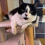 animal, black_and_white, cat, cat_tree, cozy, curious, domestic, ears, feline, fur, home, indoor, looking, paws, pet, relaxed, resting, scratching_post, whiskers, window
