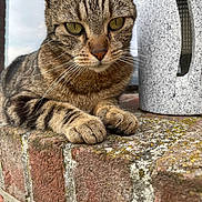 Salto a rejoint le concours — aidez-le/la à gagner de superbes lots ! animal, brick, cat, ceramic, closeup, daylight, feline, fur, green_eyes, ledge, nature, outdoor, paws, pet, portrait, relaxed, resting, tabby, texture, whiskers
