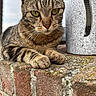 animal, brick, cat, ceramic, closeup, daylight, feline, fur, green_eyes, ledge, nature, outdoor, paws, pet, portrait, relaxed, resting, tabby, texture, whiskers