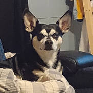 Peanut Butter Brand joined the competition — help win amazing prizes! dog, indoor, cushion, bed, furniture, pet, black_and_white, animal, resting, cozy, blanket, living_room, domestic, ears, fur, canine, relaxed, home, comfort, household