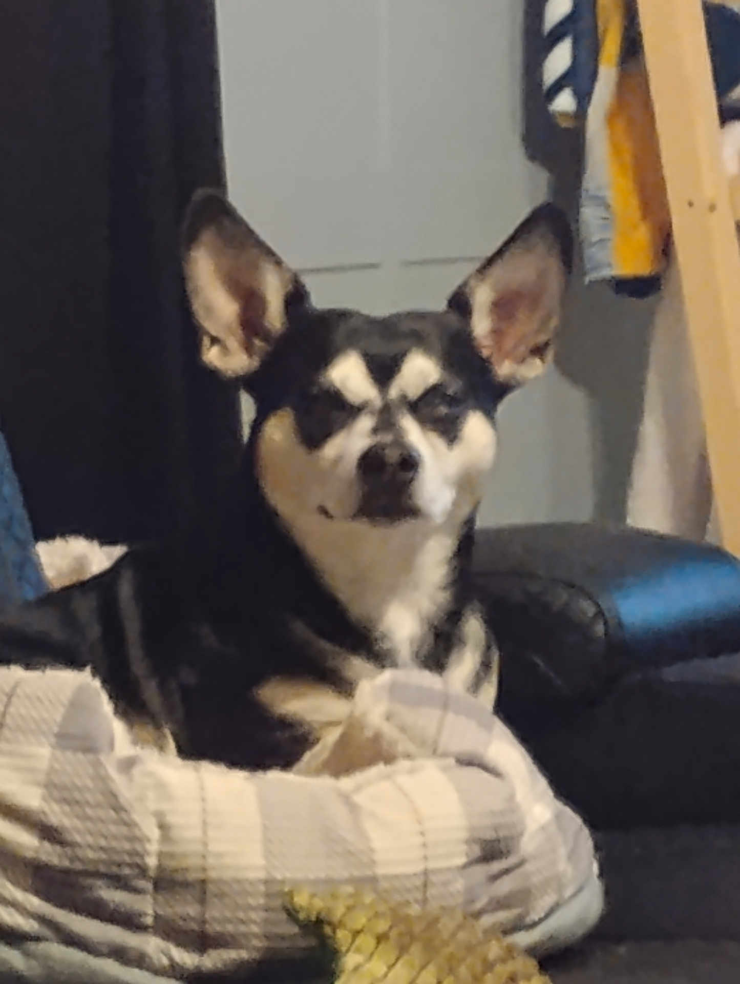 Peanut Butter Brand joined the competition — help win amazing prizes! dog, indoor, cushion, bed, furniture, pet, black_and_white, animal, resting, cozy, blanket, living_room, domestic, ears, fur, canine, relaxed, home, comfort, household