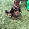 animal, artificial_grass, background_dog, brown_dog, canine, companion, cute, dog, fake_teeth, floppy_ears, funny, fur, grass, green, indoor, looking_up, pet, playful, sitting, small_dog