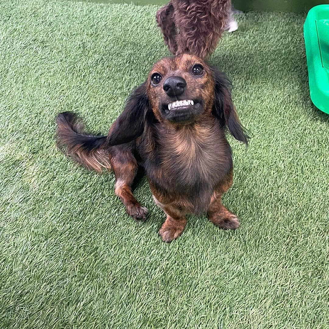 Oscar