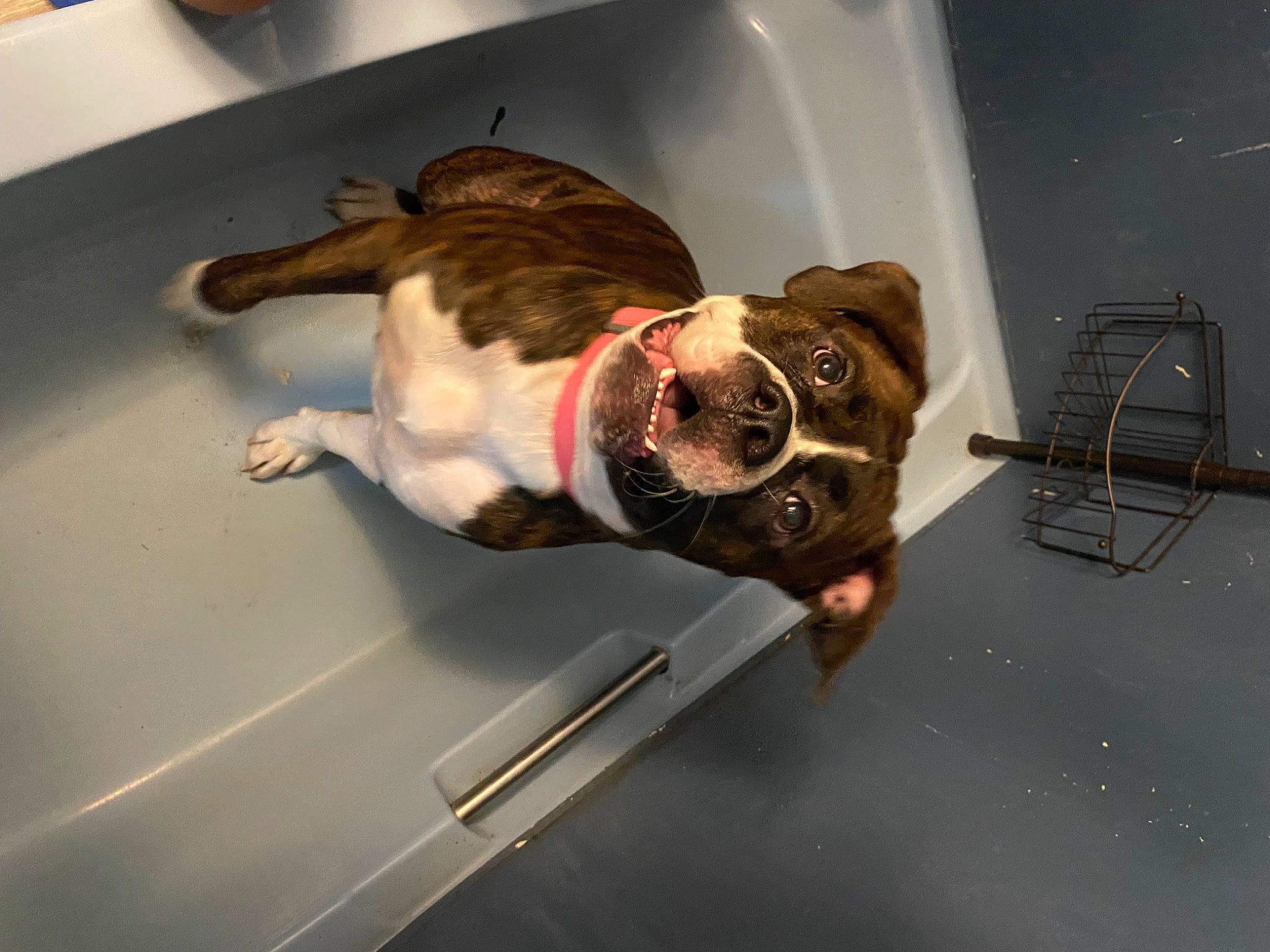 Hazel is registered to the contest to win money with this photo: auto_part, bathroom, bathtub, canidae, carnivore, collar, companion_dog, dog, dog_breed, dog_collar, eyewear, fawn, flooring, gas, leash, pet_supply, plumbing_fixture, snout, sporting_group, tail