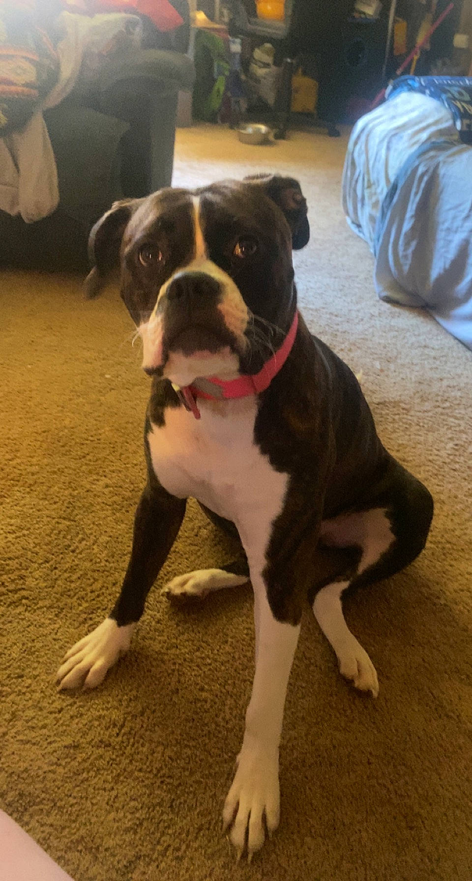 Hazel is registered to the contest to win money with this photo: ancient_dog_breeds, canidae, carnivore, collar, companion_dog, dog, dog_breed, dog_collar, fawn, flooring, fur, leash, molosser, non_sporting_group, snout, sporting_group, tail, working_animal, working_dog