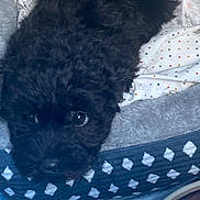 Desi joined the competition — help win amazing prizes! puppy, dog, black_fur, curious, blanket, bedding, cozy, indoor, pet, animal, cute, fur, lying_down, resting, soft, comfort, closeup, nose, eyes, portrait