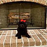 Desi is registered to the contest to win money with this photo: dog, puppy, black_dog, red_bow, fireplace, brick_hearth, plants, potted_plants, decorative_pots, indoor, pet, cute, small_dog, animal, cozy, home_interior, floor, sitting, adorable, companion