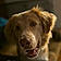 Koda